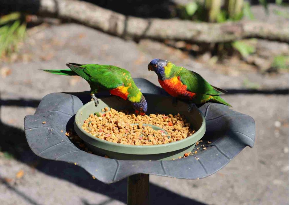 أفضل أنواع طعام الطيور وكيف تختار المناسب