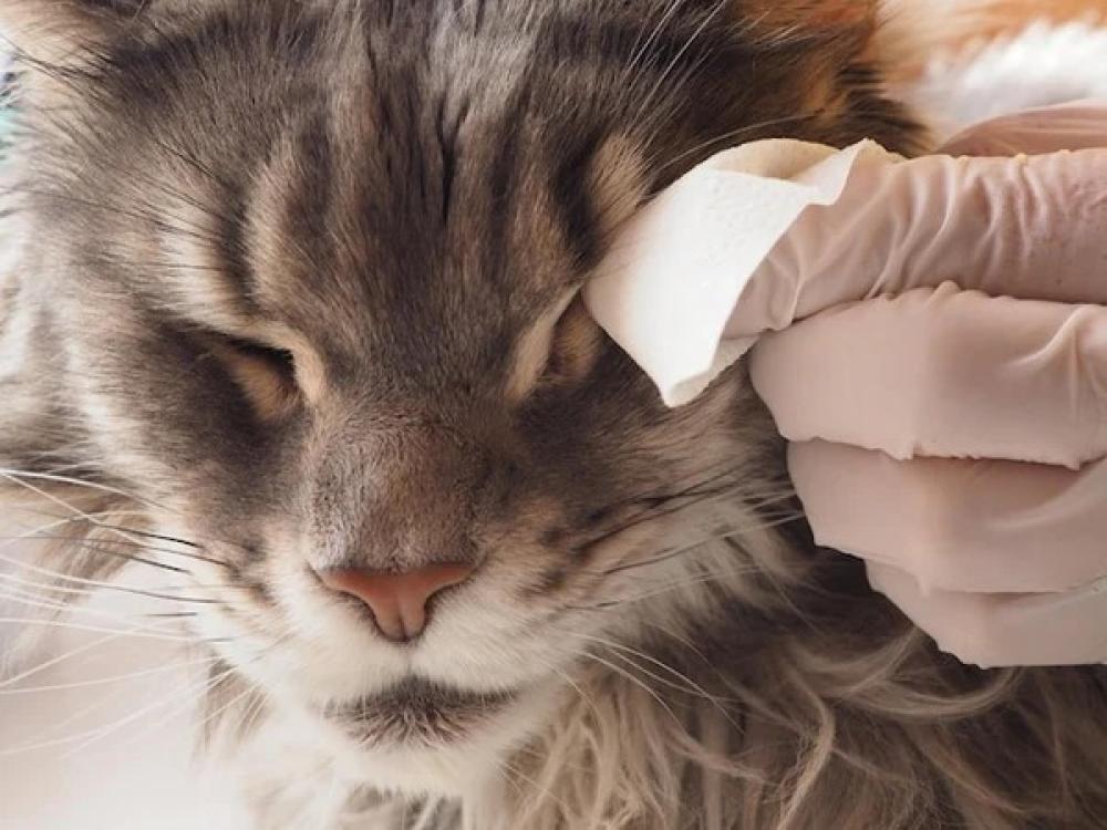 أفضل طرق تنظيف القطط بدون توتر